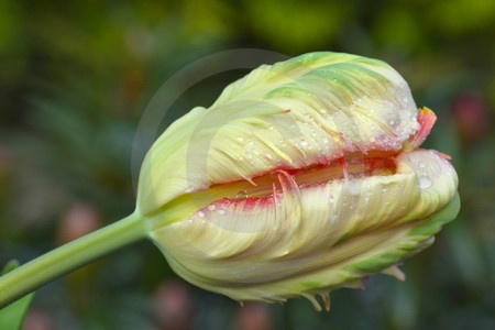 Papageien-Tulpe