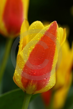 Rotgelbe Tulpe 'Stresa'
