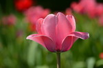 Darwin-Hybrid-Tulpe 'Pink Impression'