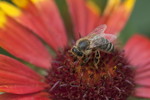 Biene auf Sonnenbraut-Bluete