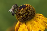 Sonnenbraut mit Biene