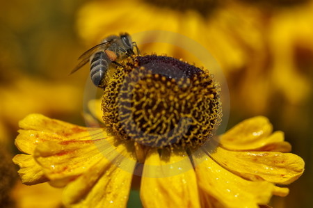 Sonnenbraut mit Honigbiene