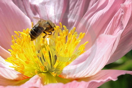 Mohnblüte mit Biene