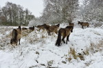 Wildpferde im Schnee