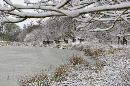Wildpferde im Schnee