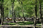Wildpferde im Wald