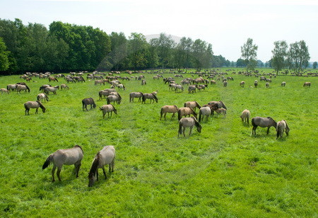 Dülmener Wildpferde-Herde
