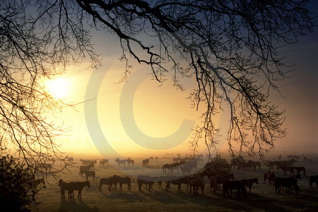 Wildpferde-Herde im Morgennebel