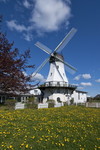 Windmühle Steinadler in Westerholz