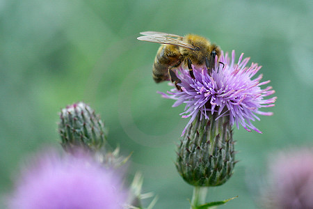 Kratzdistel mit Biene
